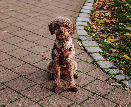 Flea, Tick & Heartworm Prevention in Sugar Land, TX